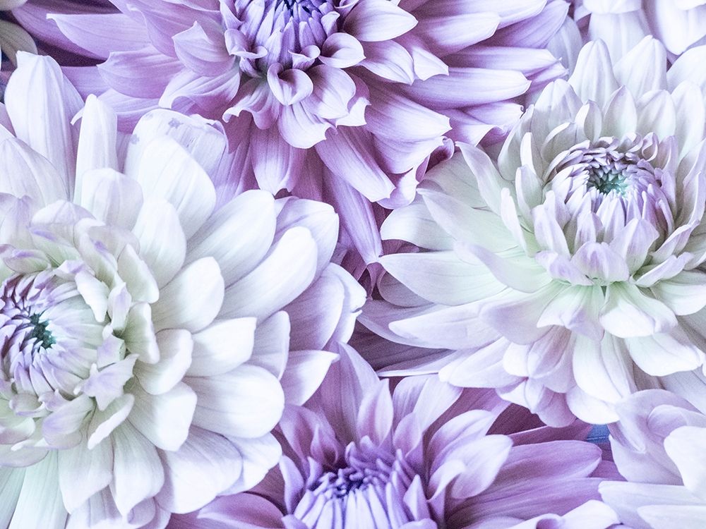 Washington State-Sammamish Dahlia flower design and patterns